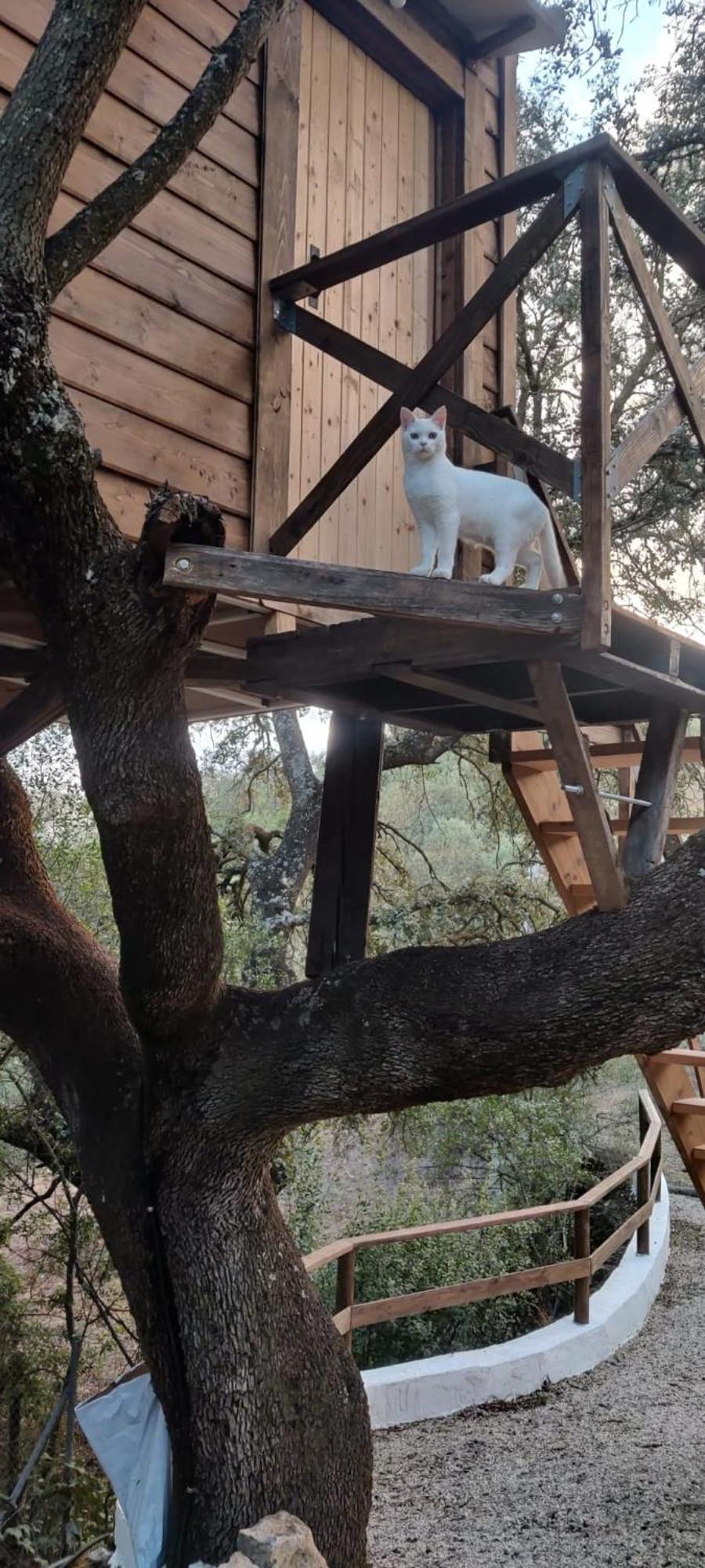 Villanueva del Rosario Cabana Del Arbol Lavagarural מראה חיצוני תמונה
